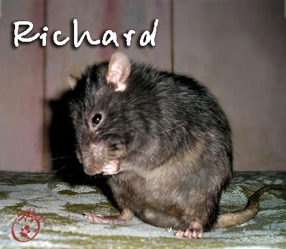 Ричард, Black Silvered Standart