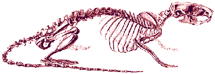 Крысиный скелет