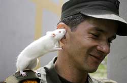 В Колумбии крыса больше не вредитель, а страж порядка.