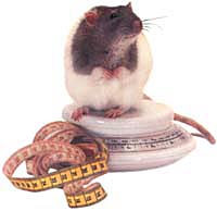 Крыса взвешивается, источник: книга-Крысы, автор Гизелла Булла